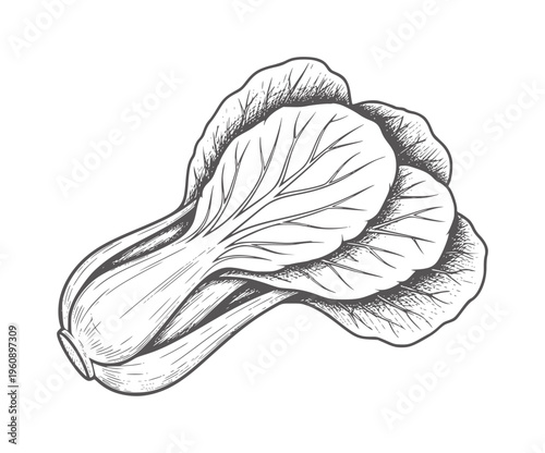 Black and white line of bok choy cabbage with leaves and stem bokchoy vegetable lineart
