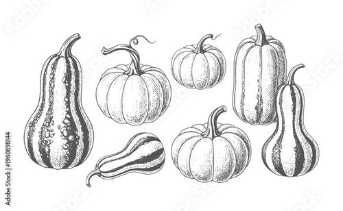 Hand drawn black and white assorted gourds and pumpkins handdrawn monochrome