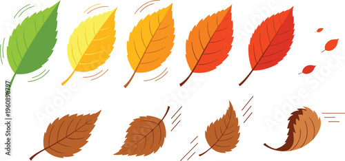 Autumn leaves transition collection with color changing foliage and falling motion effects, seasonal leaf stages vector illustration set for nature and weather design