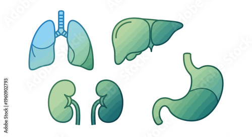 Human Organs Illustration Lungs Liver Kidney Stomach.