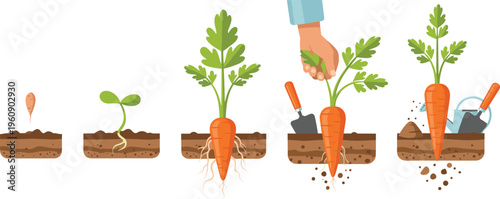 Carrot growing stages collection with planting, harvesting and watering process, organic gardening steps vector illustration set for agriculture and farming design
