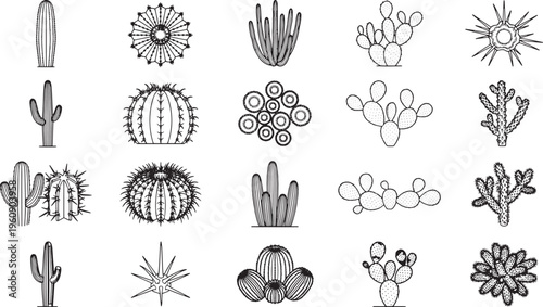 Collection of diverse cacti illustrations showcase a variety of shapes and sizes. These line drawings highlight the intricate details of desert plants, ideal for educational or design projects.