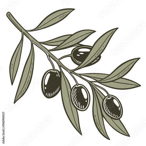 Olive Branch with Black Olives and Leaves, Botanical Vector Illustration