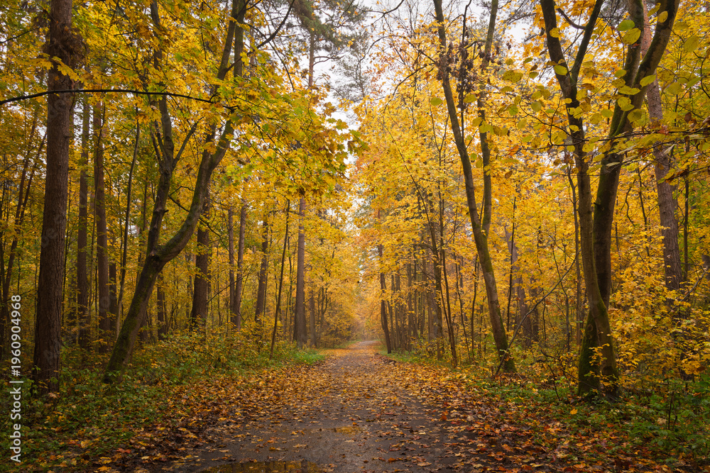 Fototapeta premium Empty road winding through vibrant autumn forest with tall trees and golden foliage. Nature landscape for background or design element.