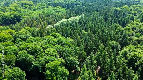 Vászonkép Drone view over vast green forest in Schleswig Holstein Germany