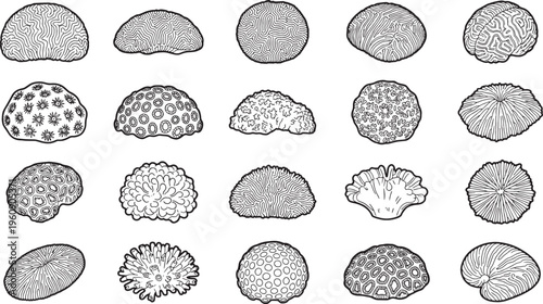 A collection of various marine corals, showcasing a diverse range of shapes and textures, presented in a black and white illustration. 
