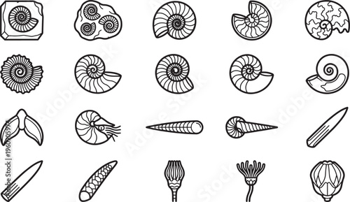 Collection of assorted fossils, showcasing the stunning variety of prehistoric life. The image shows the detail of each unique specimen. 