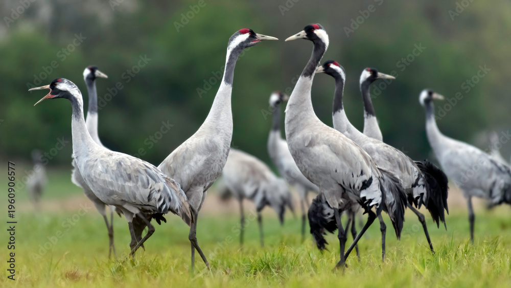Obraz premium Common crane (Grus grus) in the wild. Early morning on swamp erens.