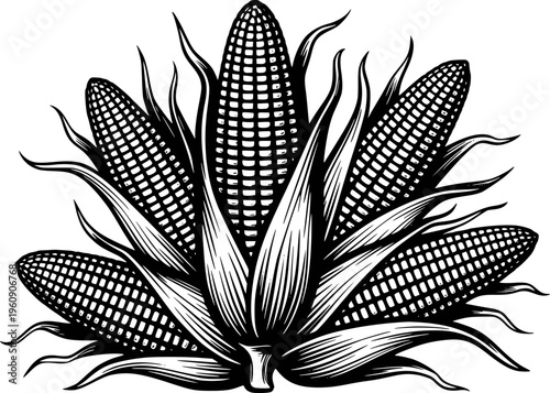 Black and white detailed of a cluster of ripe corn cobs with husks and leaves maize