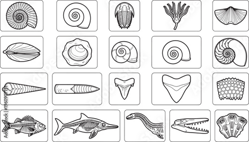 An assortment of intricate fossil illustrations showcases the beauty of prehistoric life, offering a glimpse into the distant past.
