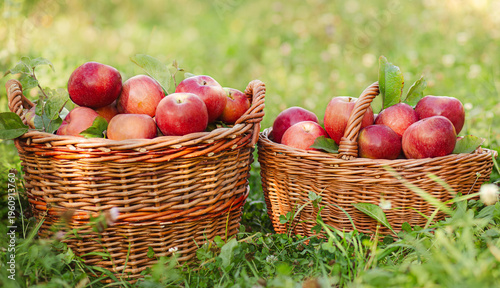 Three wicker baskets filled with ripe red apples green grass in orchard during sunny autumn harvest