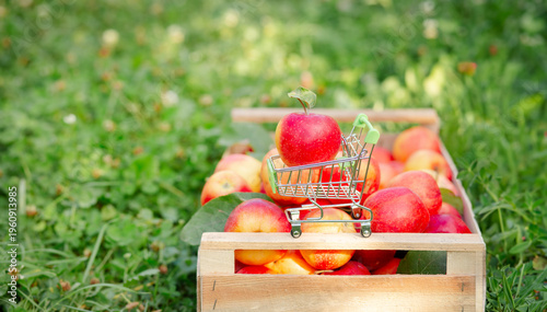 Red apple placed in miniature shopping cart on wooden crate filled with fresh apples in orchard.