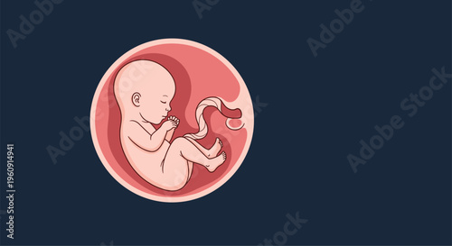 Detailed illustration of a human fetus developing in the womb with umbilical cord attached against a dark blue background.