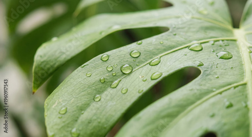 Close up of monstera leaf with water droplets, tropical plant texture, natural freshness concept