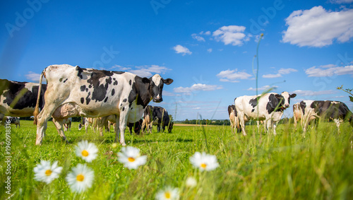 Photos Troupeau de vaches laitières en pleine nature en train de brouter l'herbe fraiche du printemps