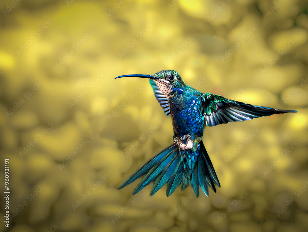 Obraz premium Picaflor de barbijo