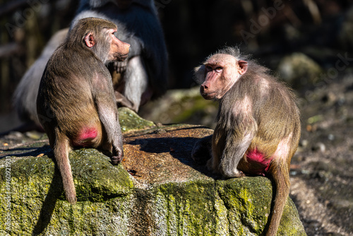 Billede på lærred The hamadryas baboon, Papio hamadryas is a species of baboon