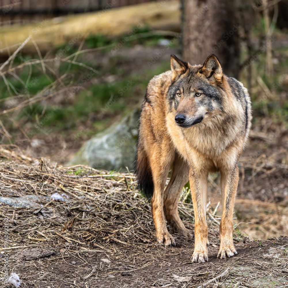 Fototapeta premium European Grey Wolf, Canis lupus swimming in a water pond