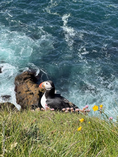 Atlantic puffin on the cliffs of Vestmannaeyjar, Heimaey island, Iceland