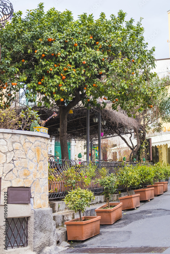 Obraz premium A row of potted tangerine trees with ripe orange fruits stands along a quiet residential street. The image shows Mediterranean lifestyle, home gardening and citrus plants in Palermo, Sicily.