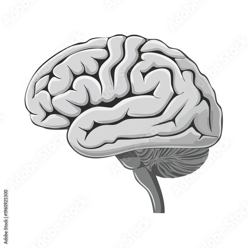Detailed human brain illustration showing cerebrum cerebellum and brain stem in grayscale