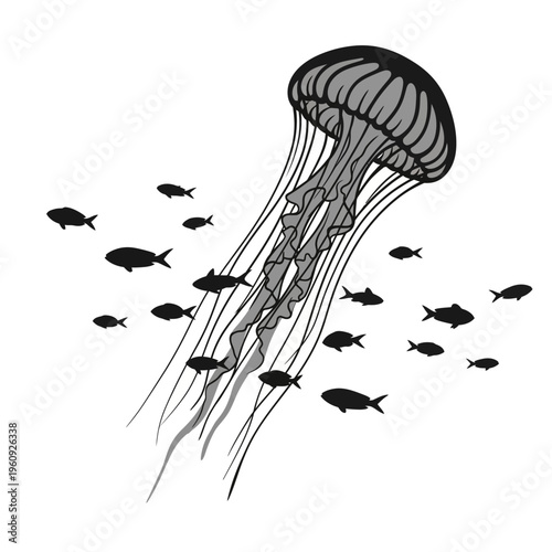 Black and white jellyfish swimming ocean.