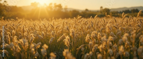 Golden Wheat Field Under Warm Sunset Light in a Serene Outdoor Landscape
