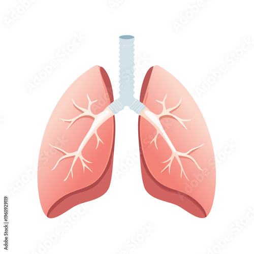 Stylized Illustration of Human Lungs and Trachea Medical Anatomy Representation