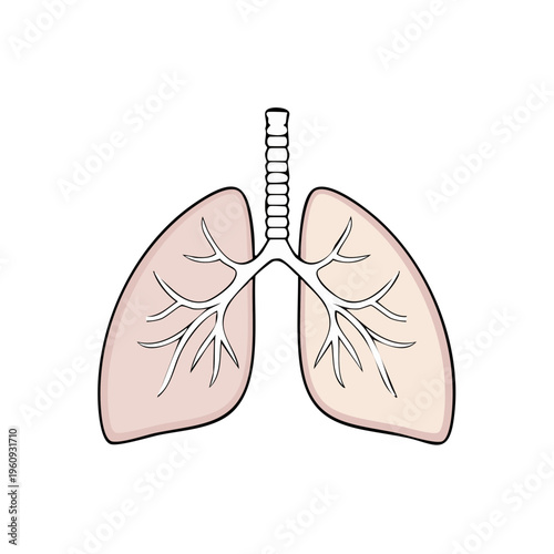 Simplified anatomical illustration of human lungs and trachea showing bronchial tubes branching internally