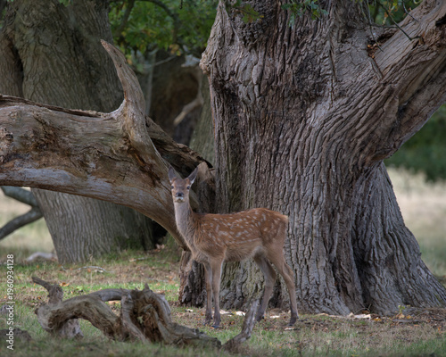 Red deer calve in front of an old oak tree