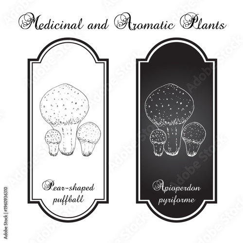 Pear-shaped or stump puffball (Apioperdon pyriforme), edible mushroom. Hand drawn vector illustration