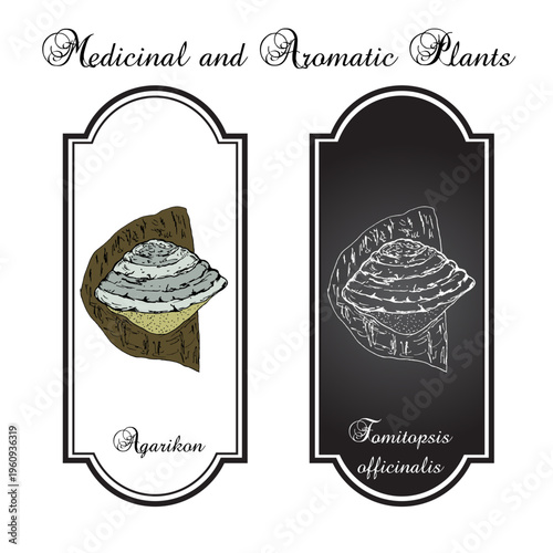 Agarikon, or quinine conk fungus (Fomitopsis or Laricifomes officinalis), medicinal mushroom. Hand drawn botanical vector illustration