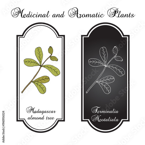 Madagascar almond tree (Terminalia neotaliala), medicinal plant. Hand drawn botanical vector illustration