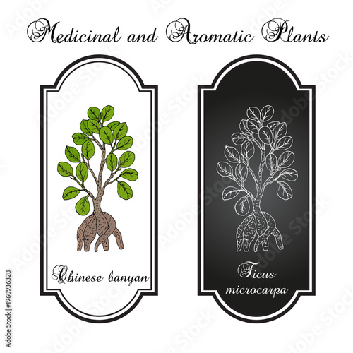 Chinese banyan, or Indian laurel (Ficus microcarpa), medicinal and ornamental plant. Hand drawn botanical vector illustration