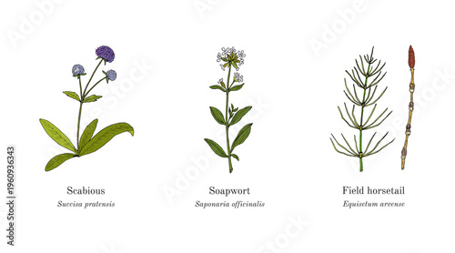 Collection of edible and medicinal plants. Hand drawn botanical vector illustration