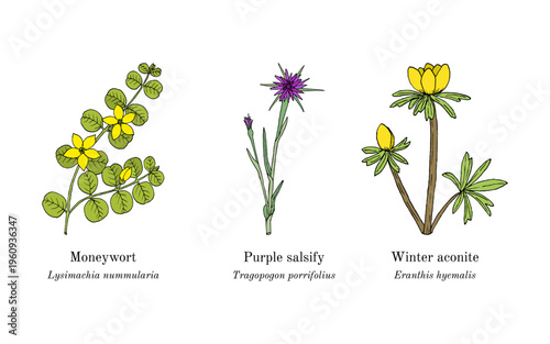Collection of edible and medicinal plants. Hand drawn botanical vector illustration