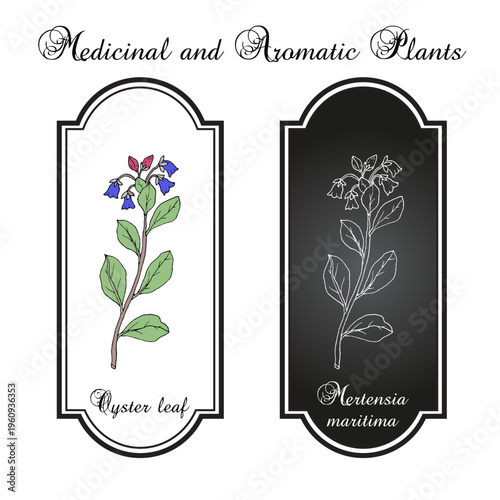 Oyster leaf, or sea bluebells (Mertensia maritima), edible plant. Hand drawn botanical vector illustration