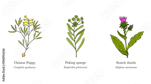 Collection of edible and medicinal plants. Hand drawn botanical vector illustration