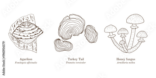 Collection of edible and medicinal mushrooms. Hand drawn botanical vector illustration