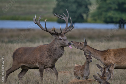 Red deer stag with hind and calve