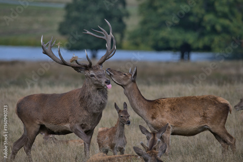 Red deer stag with hind and calve