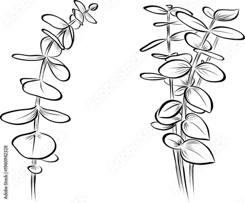Set of eucalyptus branches with delicate rounded leaves vector