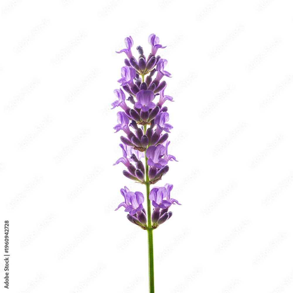 Obraz premium A single lavender flower on transparent background