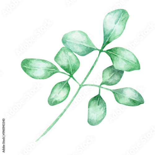 Fresh green moringa leaves on branch in soft gradient tones as watercolor illustration, hand drawn botanical clipart. Perfect for wellness branding, packaging, herbal labels, stationery