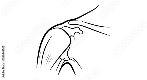 Anatomical Line Drawing of Human Shoulder Joint Structure