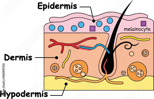 Diagram illustrating the layers of human skin: epidermis, dermis, and hypodermis, with hair follicle and melanocyte.