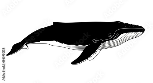 Black whale swimming illustration