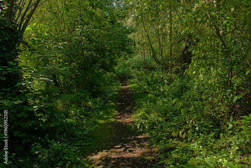 Fotografia . hiking trail in a  summer forest in bourgoyen nature reserve, Ghent, Flanders,