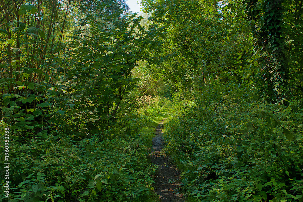 Fototapeta premium hiking trail in a summer forest in bourgoyen nature reserve, Ghent, Flanders, Belgium 