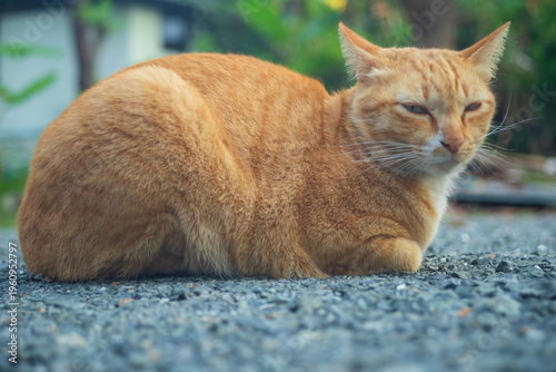 Cute ginger cat sitting on the ground and looking at something.